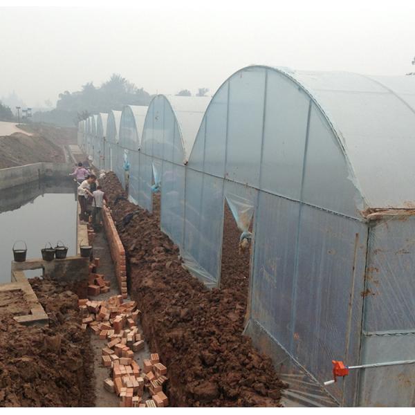 Multi Span Arch Plastic Film Greenhouse Tomato Strawberry Agricultural