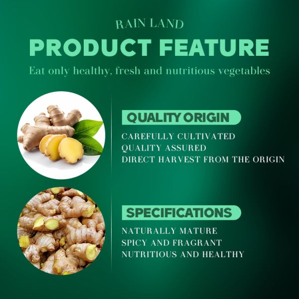 China Supplier 20kg Farm Planting Ginger Fresh Ginger Export