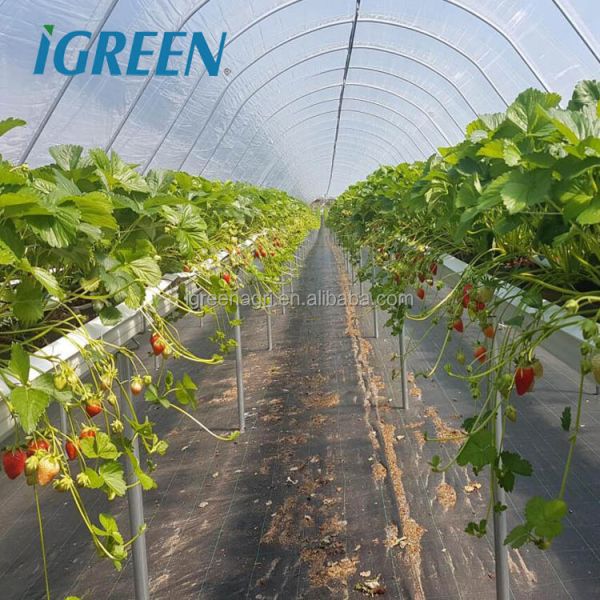 Vertical Strawberry Growing Trough with Galvanized Steel Plate and Drip Irrigation System for Customizable Hydroponic Cultivation