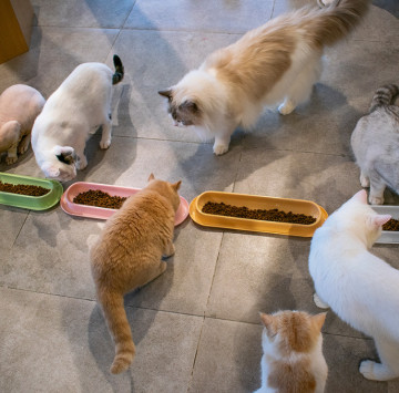 ABS反スキッドは子犬の大きい犬のためのペット フードの皿を伸ばした