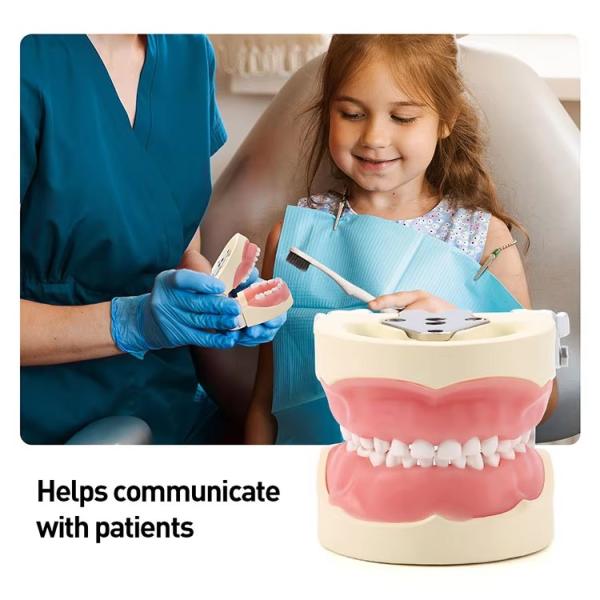 Desmontable 24pcs Niños Dentes Dental Modelo de Resina Hecho Entrenamiento Niños Dentes Modelo de práctica