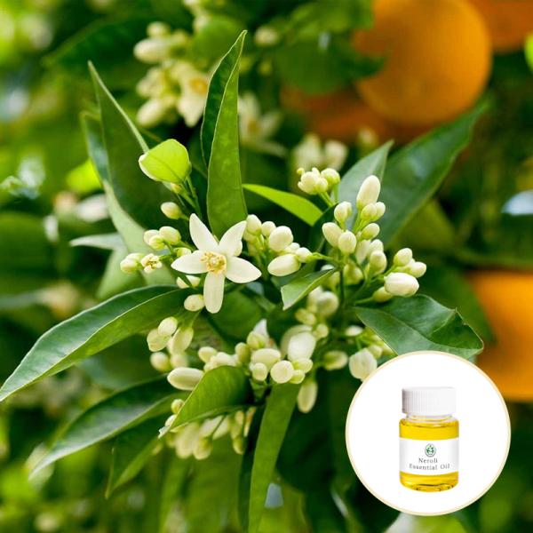 Wholesale Manufacturer Pure Plant Neroli Essential Oils With Bulk Factory Price