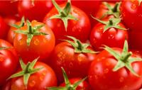 Chaîne de fabrication capacité élevée de purée fraîche de tomate de 6.5t/H
