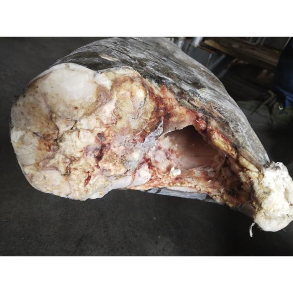 China IQF Super Wholesale Seafrozen Good quality Oilfish Hgt 10kg＋