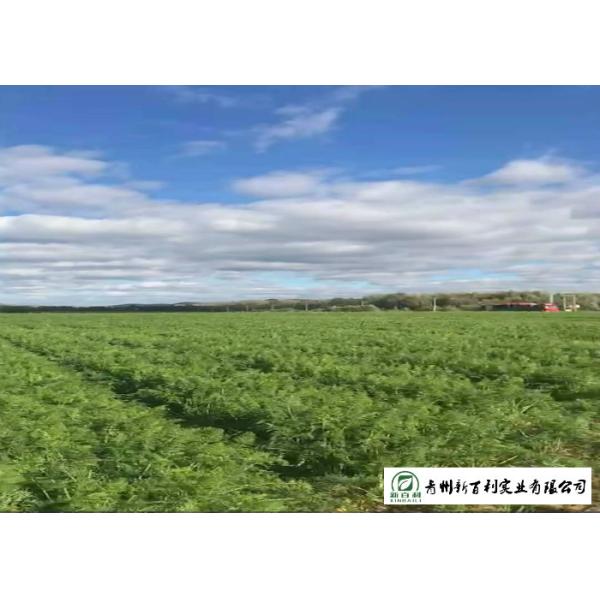 HACCP / GAP Standard Fresh Organic Carrots Own Plantation Supply To Supermarket