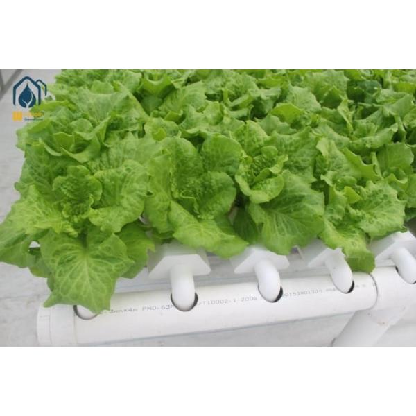 Robust Lettuce Hydroponic Systems UV Resistant NFT Growing System With PVC Tube Hydroponic Setup