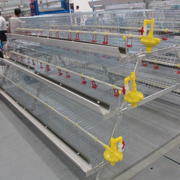 Caixa de frango de frango de cor prateada de um dia de idade, filhote de frango de 45 dias de idade,