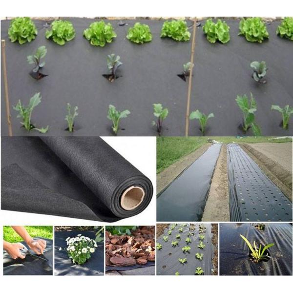 Черная крышка земледелия не сплетенная для здорового роста