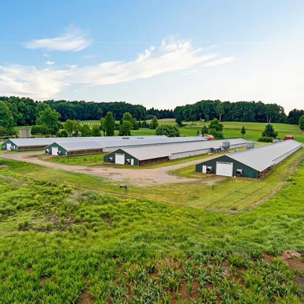 Q235/Q345 Steel Structure Chicken House Farm Broiler Poultry Shed Construction Design with Durable Sandwich Panel Roofing