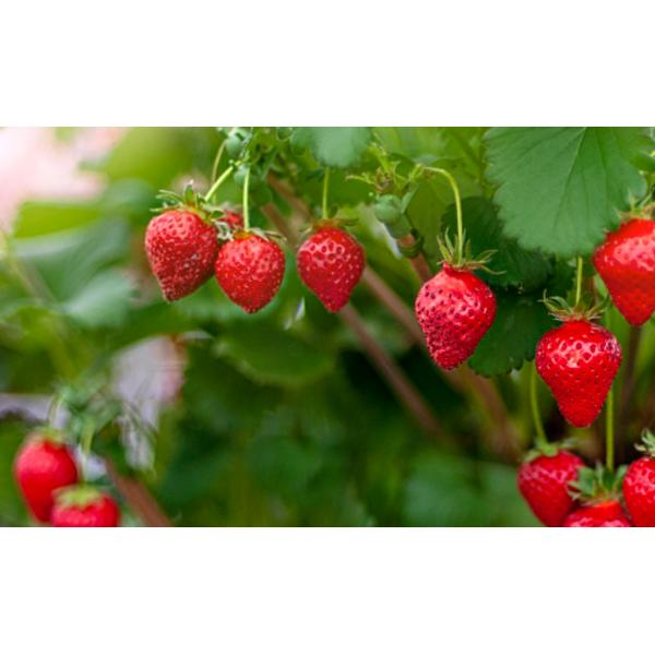 Smallest Molecule Weight Amino Acid 80 Powder Strawberry Plants Fertilizer