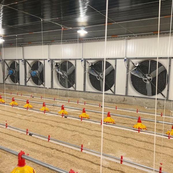 Poultry Flooring System for Broiler Chicken High Yield Farming