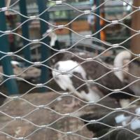 316 Cuerdas de cercas de zoológico malla de acero inoxidable red de alambre de aviario flexible