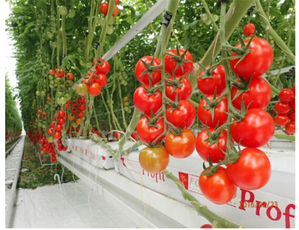 Agricultural Tomato Plant Greenhouse Covers Hollow PC Board For Against External Damage