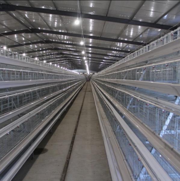 Broiler Poultry Farm Equipment with Automatic Feeding System, Environment Control, and Cooling Pad for Chicken House