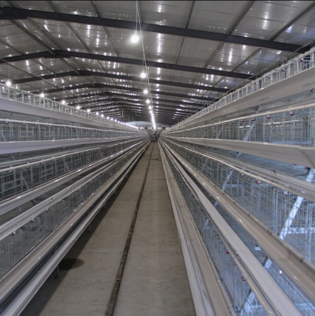 Hot-Dip Galvanized Steel Broiler Cage System with 50-Year Warranty and Automatic Feeding System for Poultry Farming