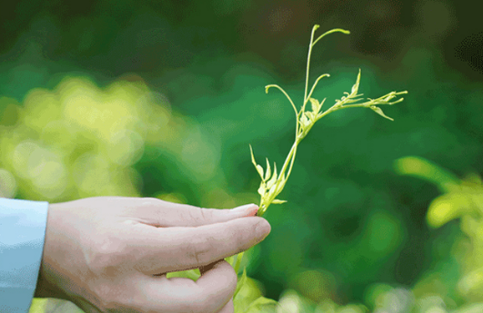 Té Orgánico Certificado con Alto Contenido de Fibra Dietética, Saludable, de Proceso de Fermentación de Montaña Profunda