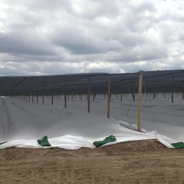 Tampa de flutuação não tecida da fileira de Spunbond para a proteção do gelo do tempo frio