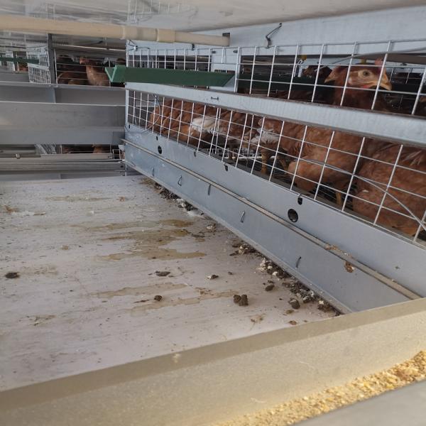 Tipo profundidade de limpeza de H da largura 30cm do equipamento 2.1m da exploração avícola da galinha