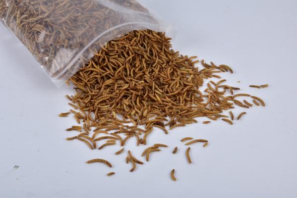 Yee Factory Cost Stock Fish Meal Animal Feed Dry Meal Worm Dried Mealworms