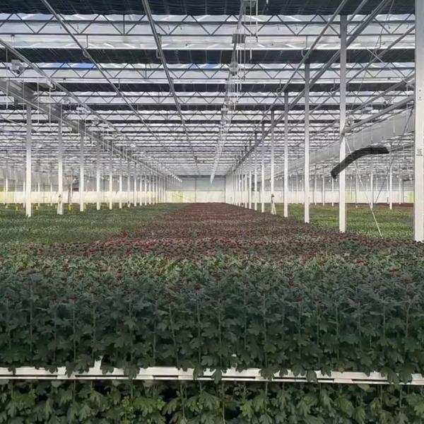 Jardim vibrante com estufa de vidro Custo de envio acessível e estufa