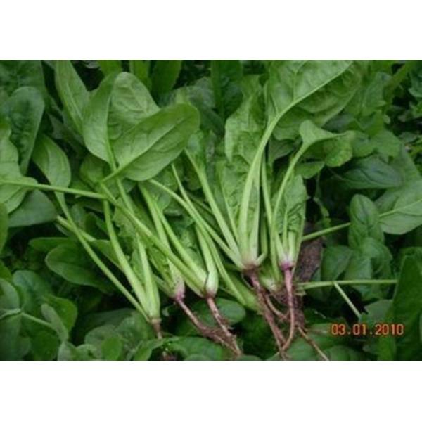 Кас отсутствие аграрного зернистого железного удобрения 16455-61-1Микро органического