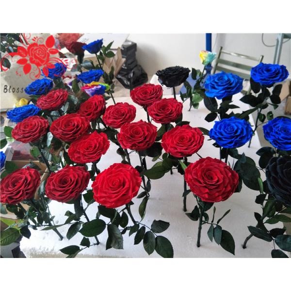 10cm Preserved Flower Rose with Stem Long 30cm Real natural fresh roses