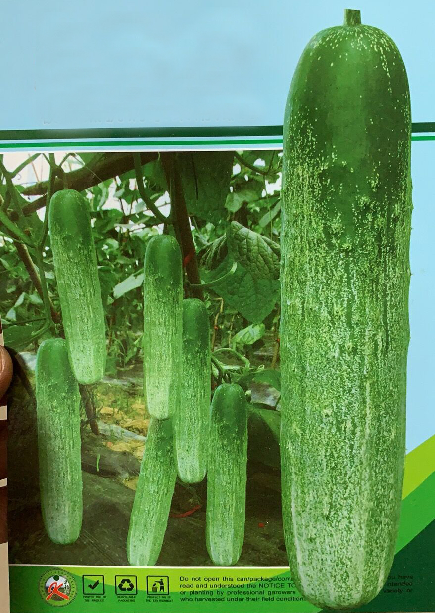CU13 Taixing very early maturity f1 hybrid cucumber seeds, quality vegetable seeds for sales