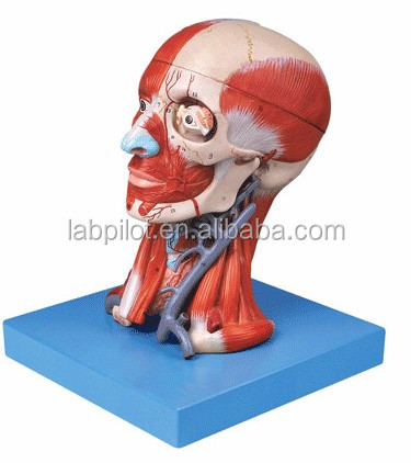 Medical Study Advanced PVC Human Head Muscles Nerves and Brain Anatomical Torso Model