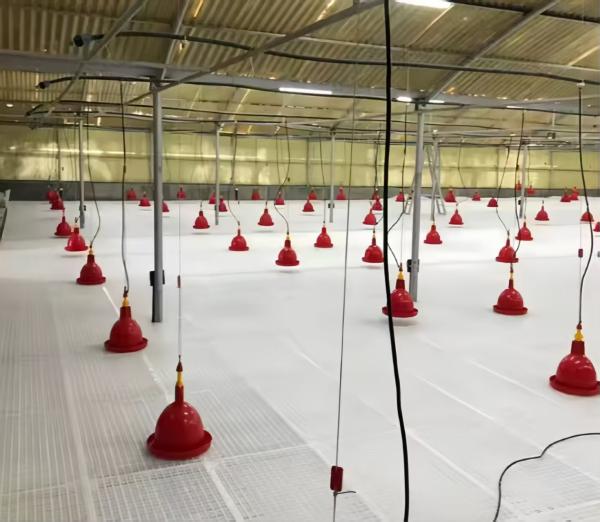 Équipement pour l'alimentation des poulets en plastique