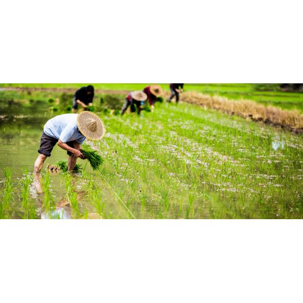 PH6 To PH7 Fish Protein Hydrolysate Fertilizer Water Soluble Microgranular