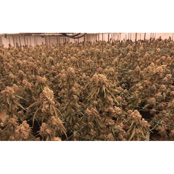 Growers Republic 780W UV IR Full Spectrum LED Grow Lights For Indoor Plants