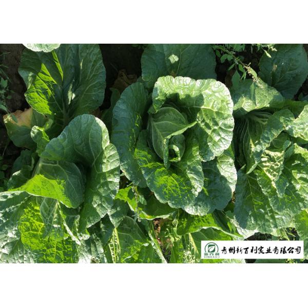 Fiber Shin Flat Head Cabbage No Yellow Flower , Flathead Cabbage HACCP & GAP