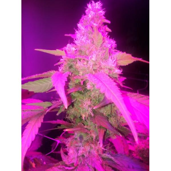 120w 510umol Indoor Plant Grow Lights , Full Spectrum Hydro Grow Lights