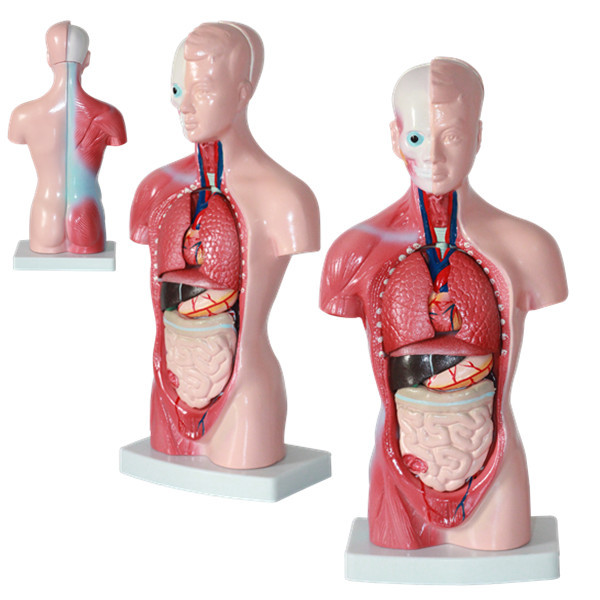 Wholesale Medical Human Trunk Model Manikins For Surgery  Training
