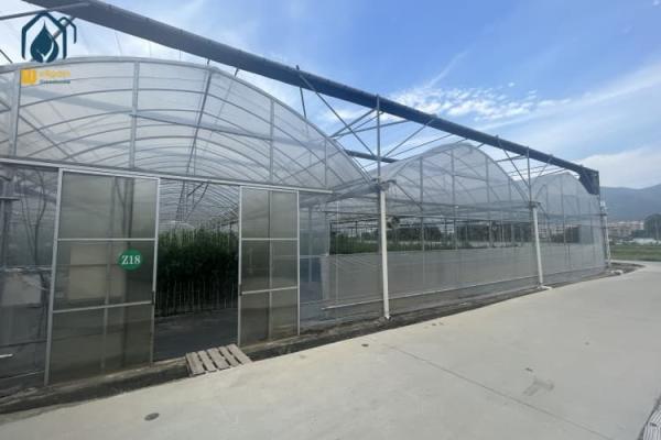 Multi Span Greenhouse Indoor Vegetable Greenhouse For Herb Cultivation