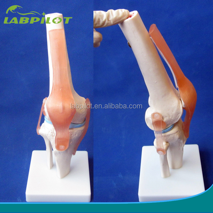 Human Anatomical Knee Joint Model for Medical Education Realistic and Detailed Design