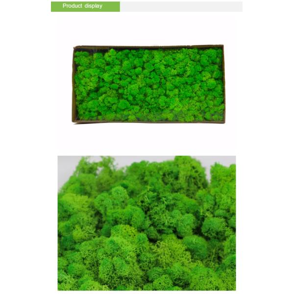 Multiple Colors Interior Decoration Preserved Green Wall With Simple Structure