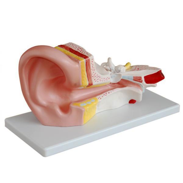 4 Parts Giant Ear Model Anatomical Demonstration for Medical Science Demonstration