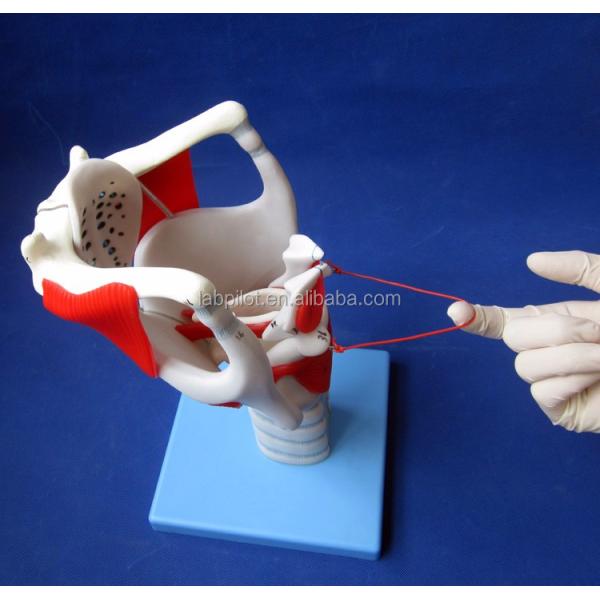 Human Life Size Advanced Larynx Structure and Function Model for Medical Demonstration