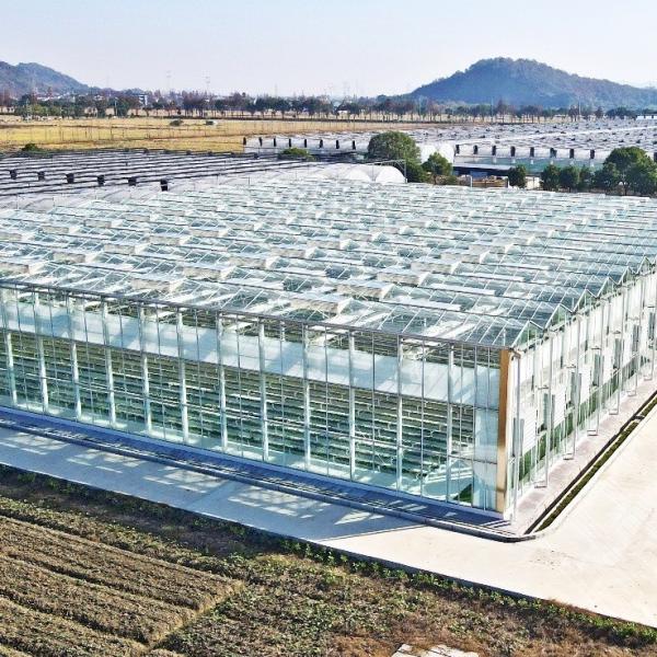 Casa de vidro para plantação de tomate e folhas JX-Glass Span 8m 9.6m 12m personalizado