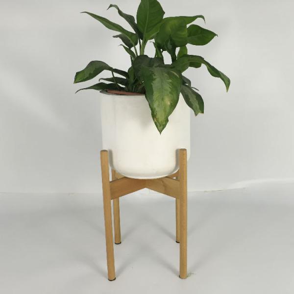 Wholesale Real Plant Display With Fiber Clay Planters Decoration