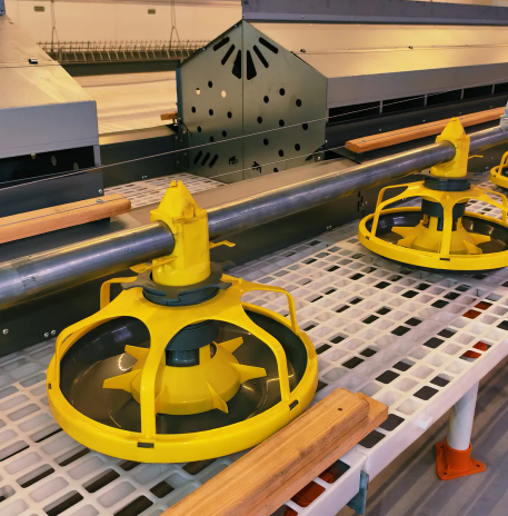 Low Maintenance Poultry House Equipment with 20+ Years Lifespan and 12,000 Eggs per Hour Collection