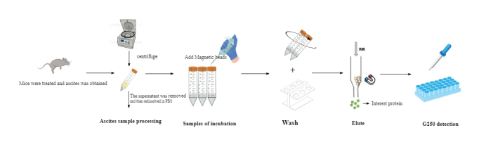 Rebeads Mag Protein G Magnetic Beads For Protein Purification Research Use Only