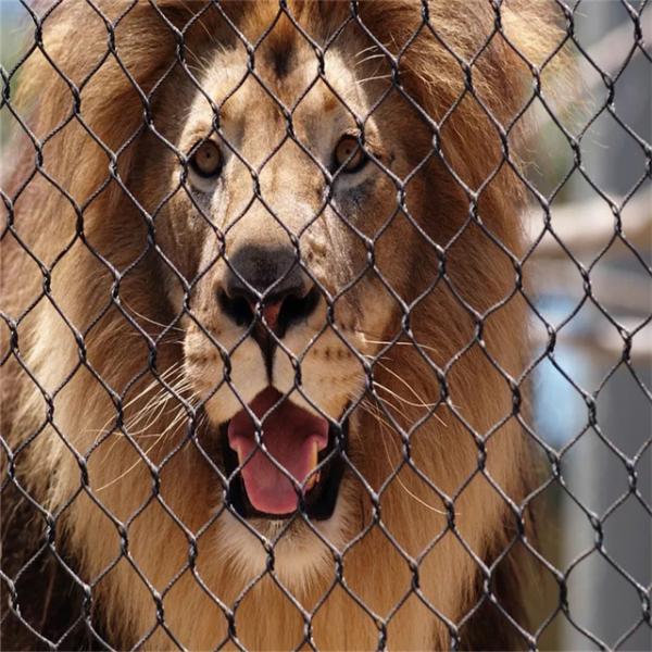 Flexible SUS316  Wire Rope Mesh Anti-Rusting Protective Non-Rusting For Falling Protection