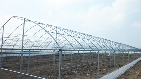 Tunnel Polyethylene Film Greenhouse / Plastic Shed Simple Galvanized Steel Frame