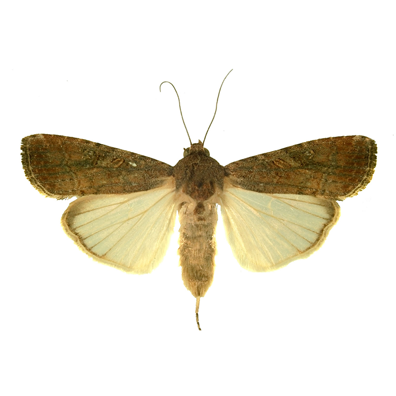 Pheromone Lure for Spodoptera frugiperda