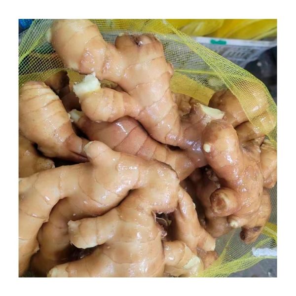 China Supplier 20kg Farm Planting Ginger Fresh Ginger Export