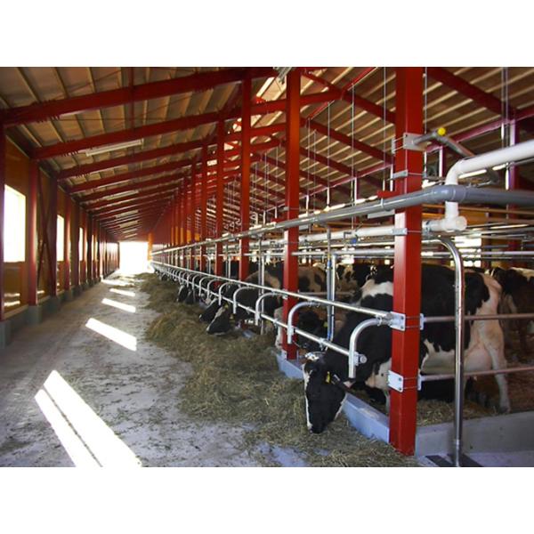 High Quality Modern Design Steel Structure Dairy Farm Living House Prefabricated Cow Shed for Sale