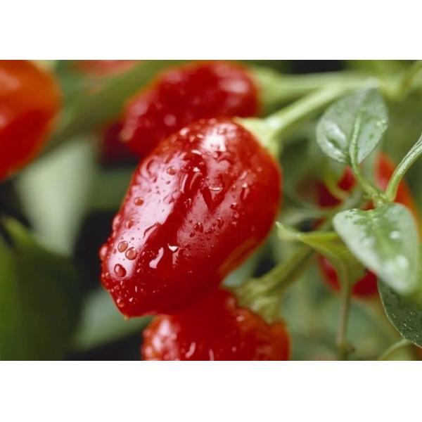 Сушеные круглые перец с острым вкусом