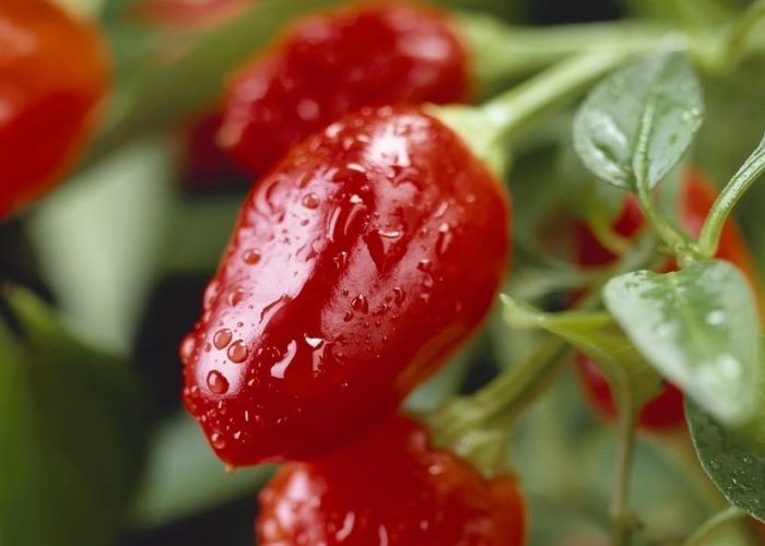 Бессемянный распыленный порошок Chili самое лучшее порошка перца чилей для Kimchi